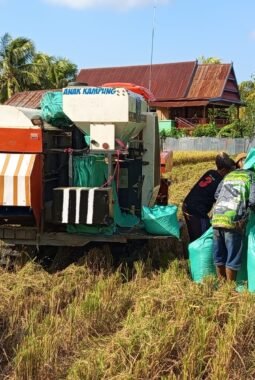 Musim Kemarau, Panen Padi di Lembangloe, Semangat Kemerdekaan dan Ketahanan Pangan